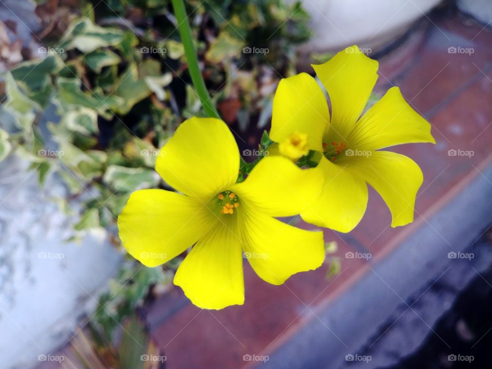 flowers yellow 2