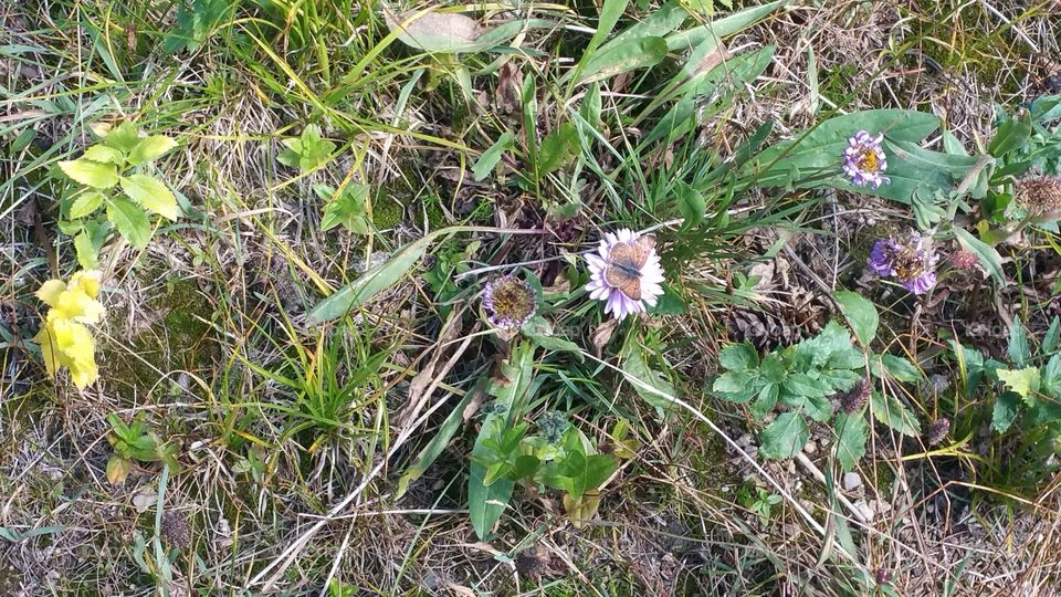 Wild grass & flowers in spring.