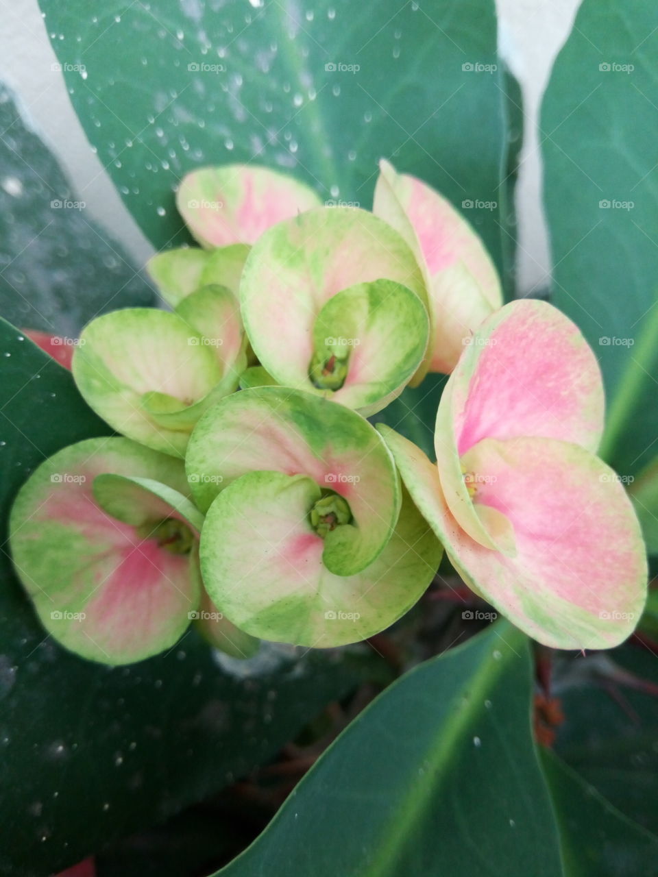 prefect crown of thorns