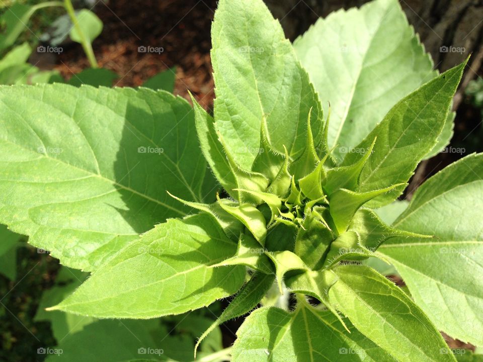 Sunflower bud