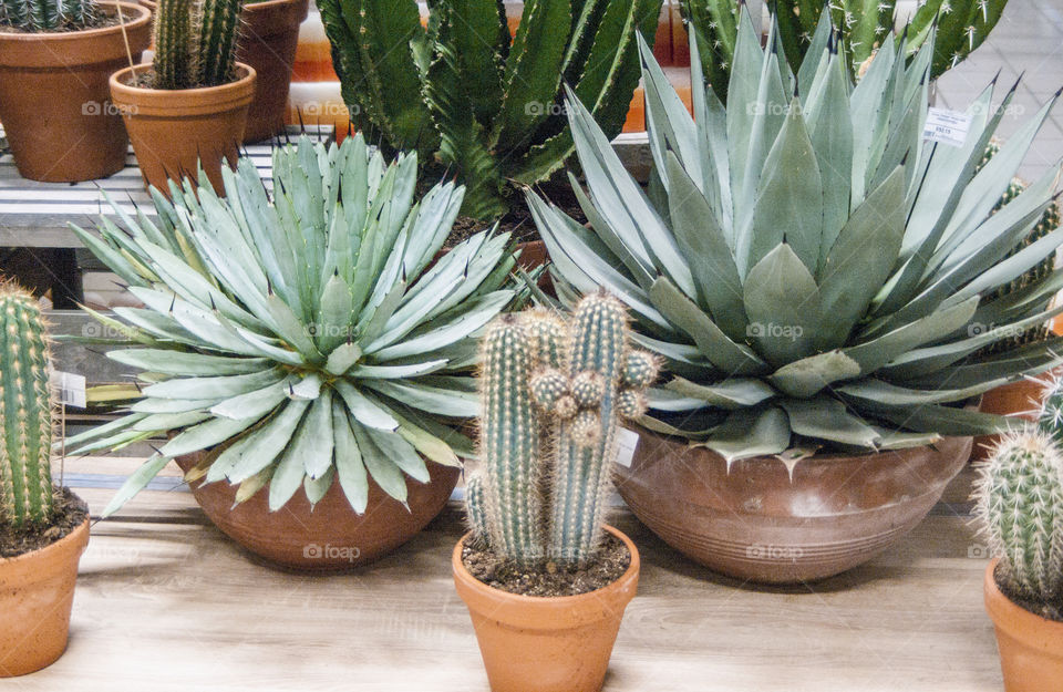 cacti in pots