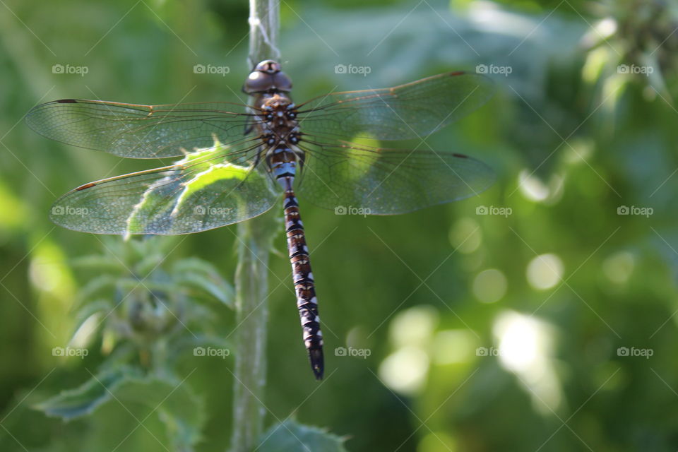 dragonfly