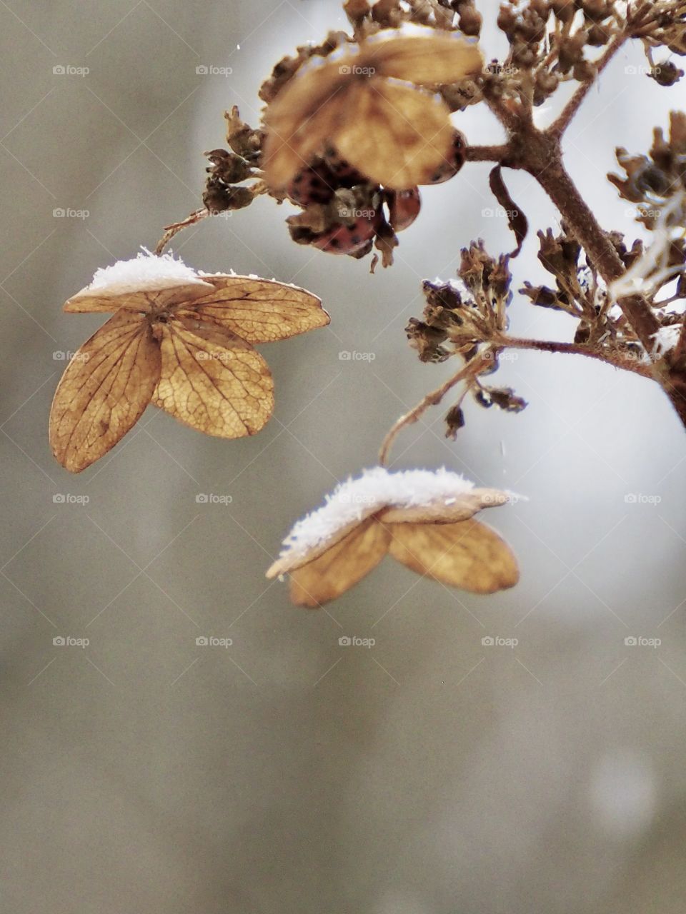 snowy hydrangea