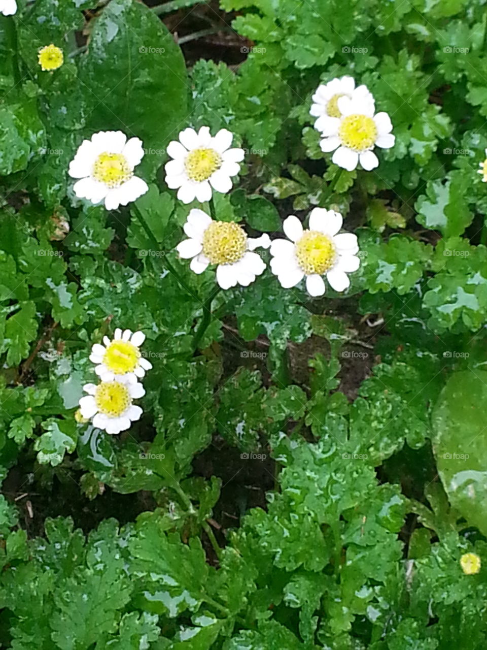 Small Daisy-looking Flowers
