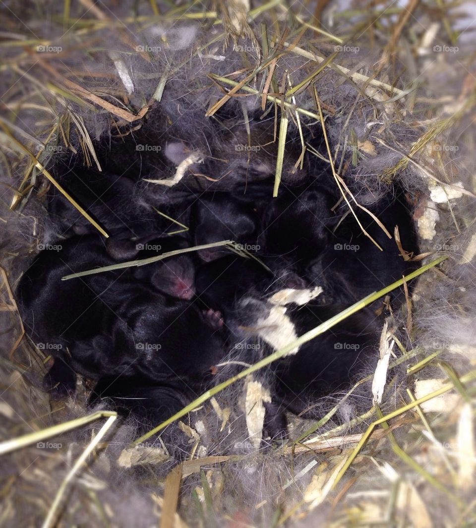 Rabbits nest