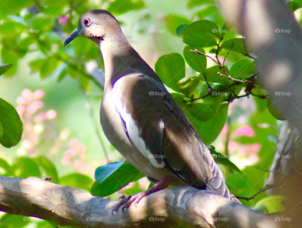 Bird on a limb.