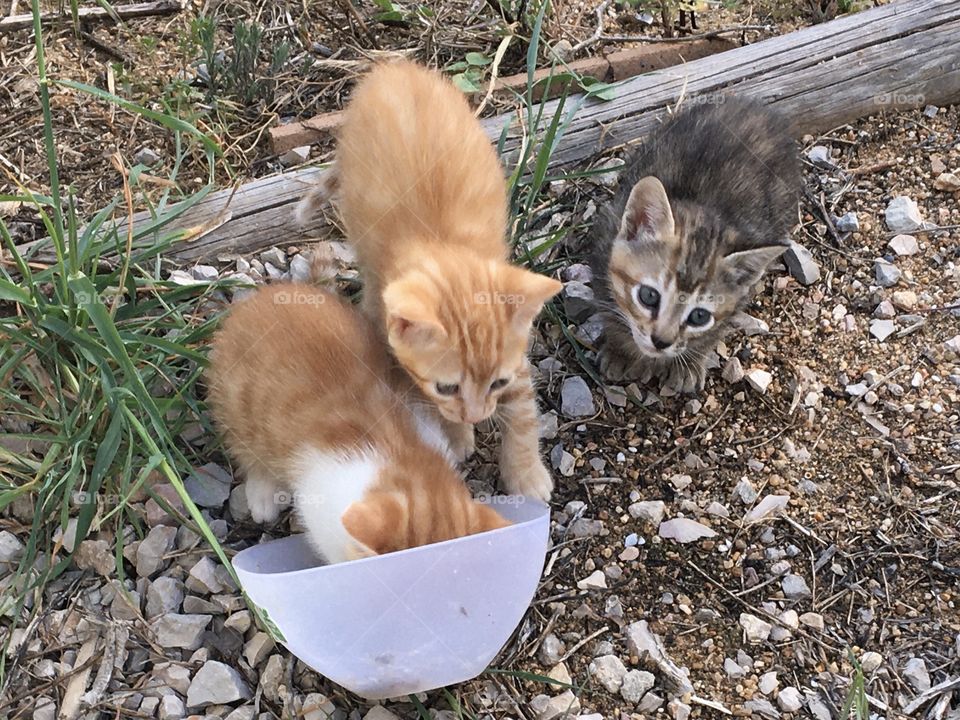 3 kittens with the same cup