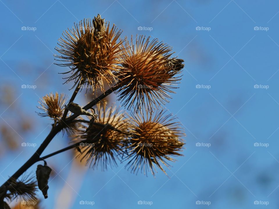 Dried greater burdock fruits