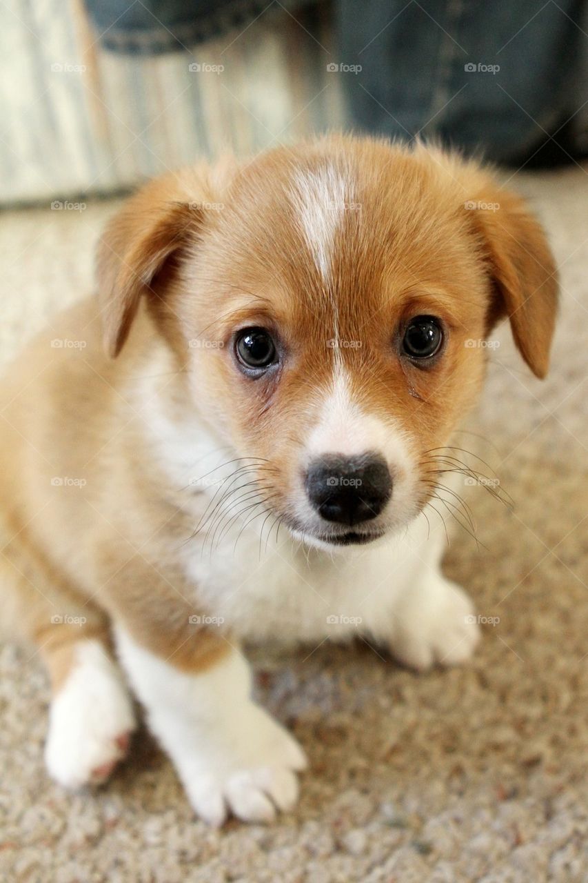 Corgi Puppy