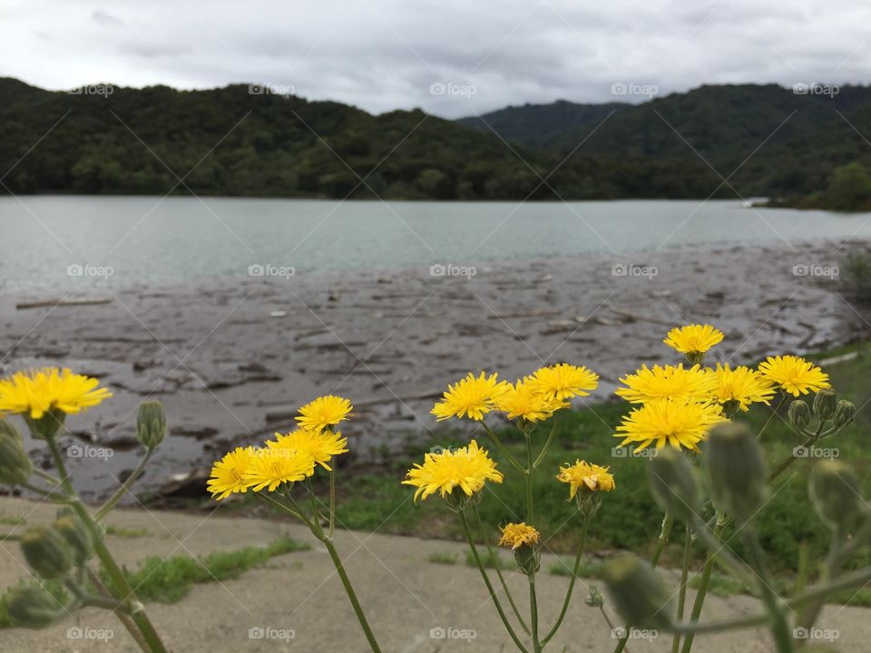 Yellow wildflowers blooming by a lake