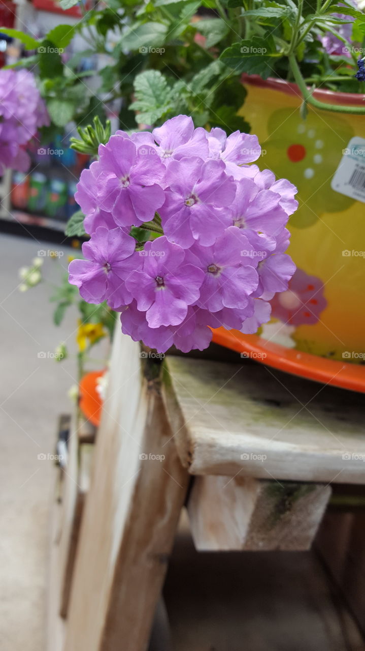 purple flower