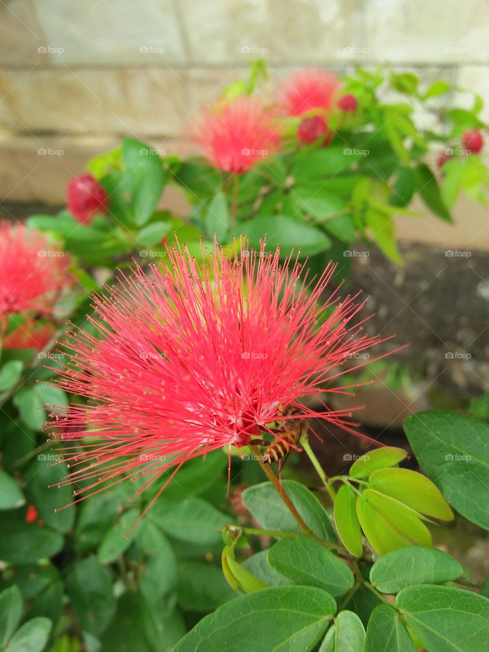 Calliandra and the bee