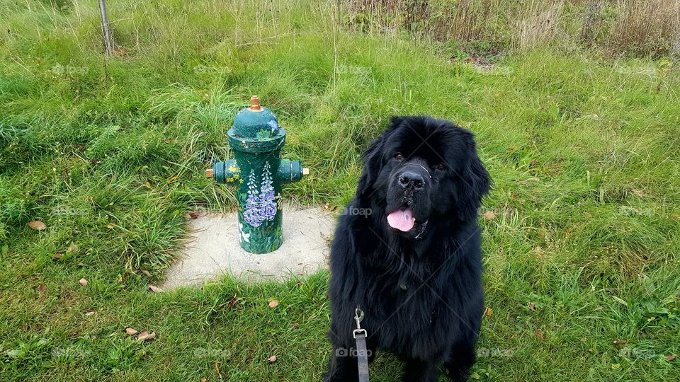 Dog, Grass, Animal, Nature, Canine