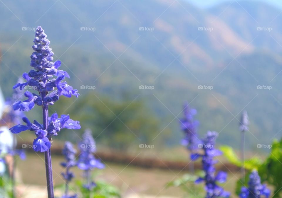 Lavender flowers