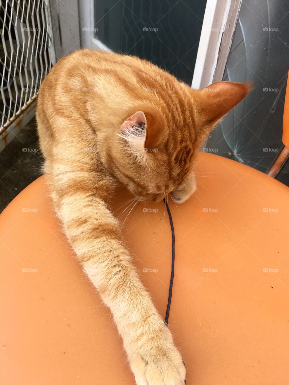 Ginger cat playing