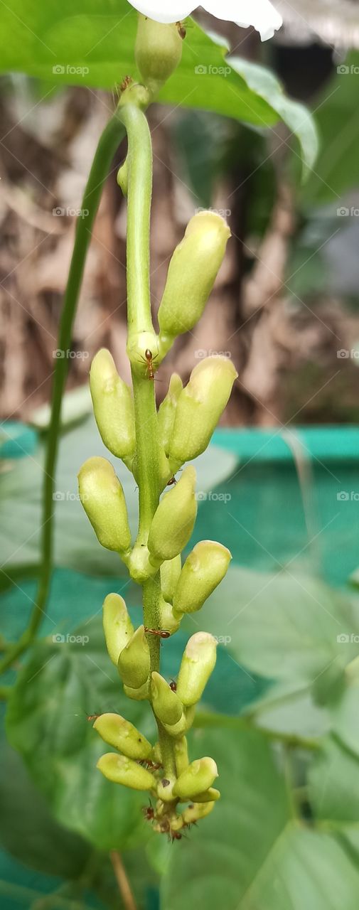Flower buds.