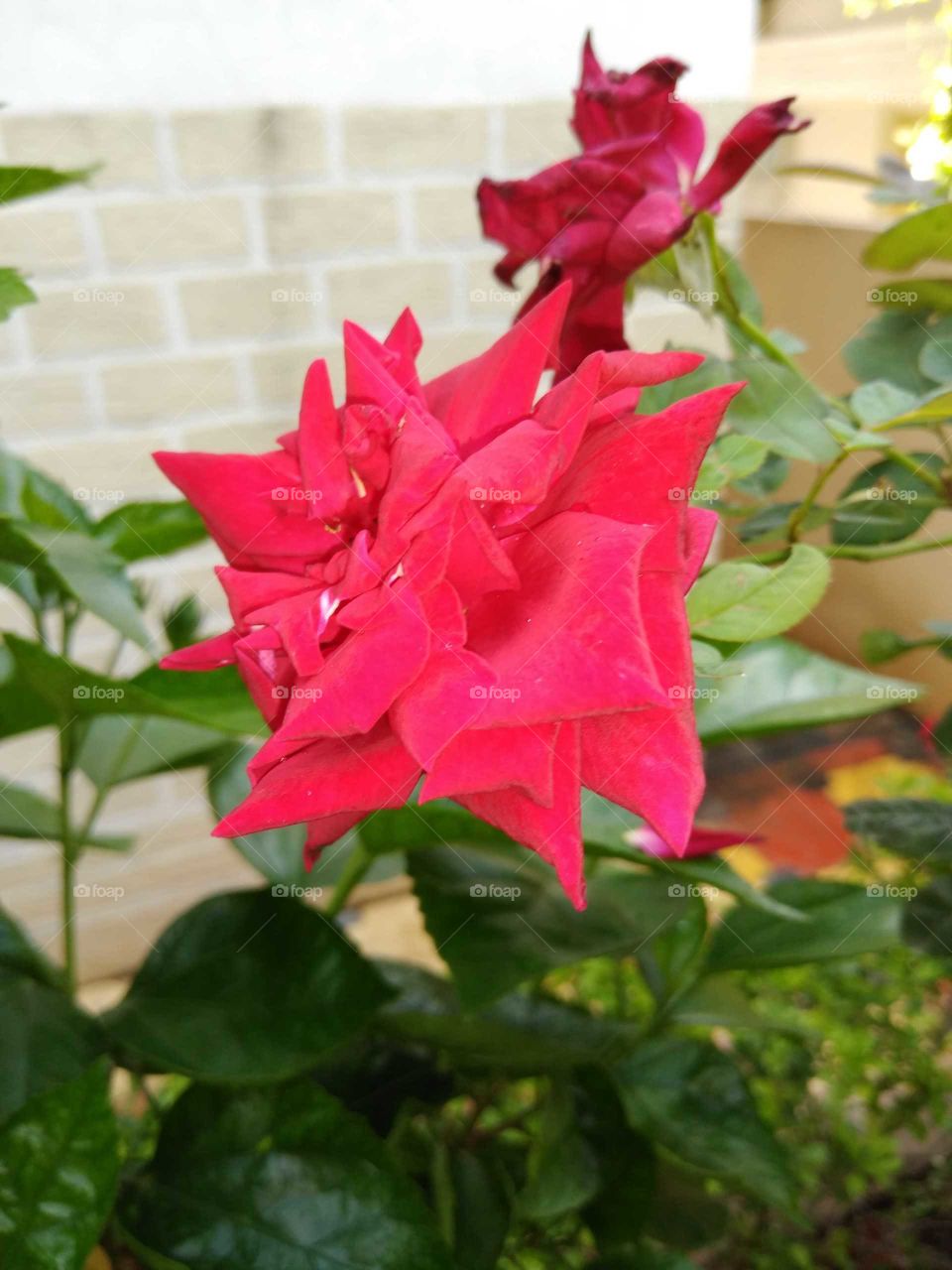 a red rose flower in my garden