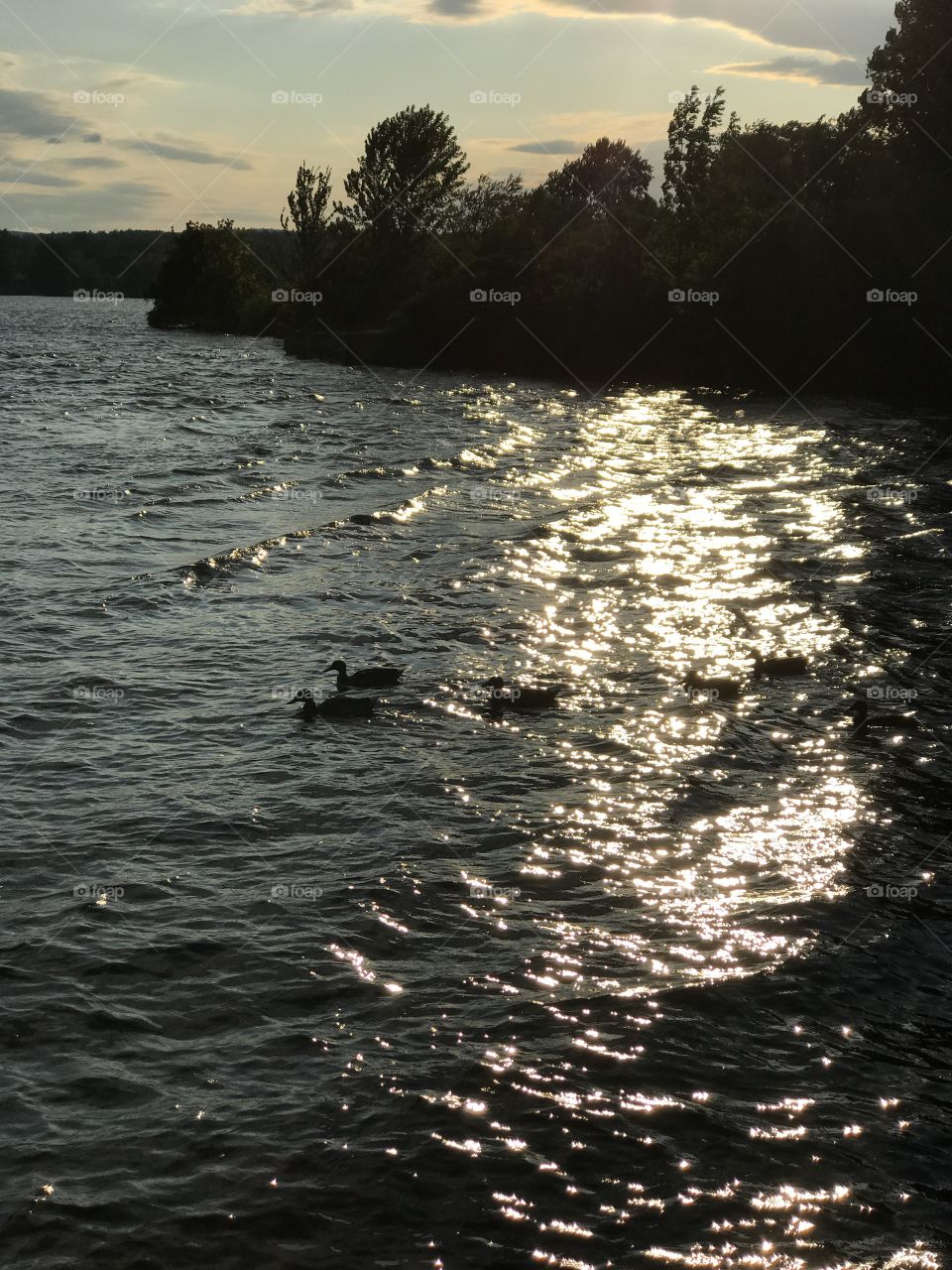 All the ducks in a row 