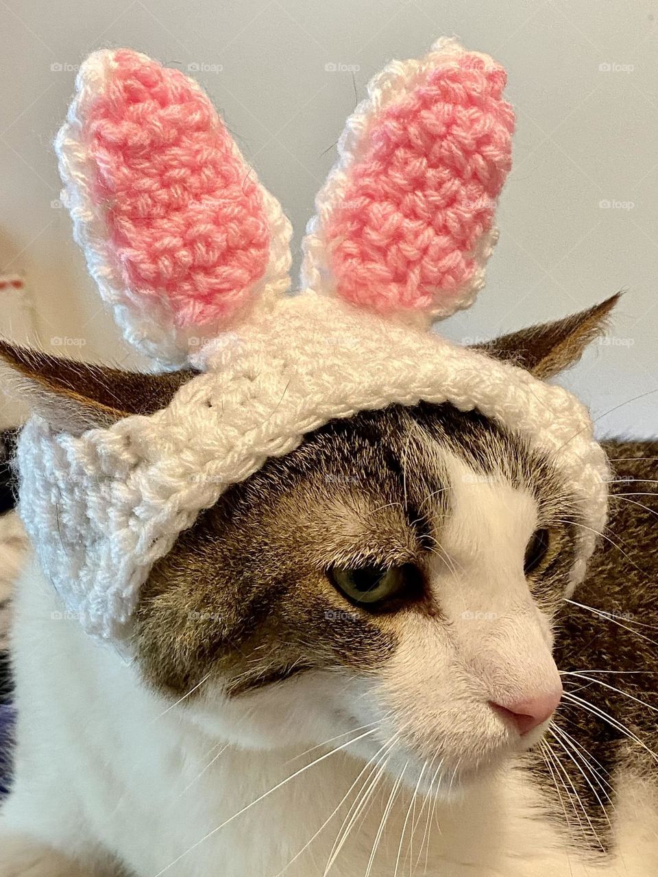 A tabby cat wearing a crocheted hat with rabbit ears