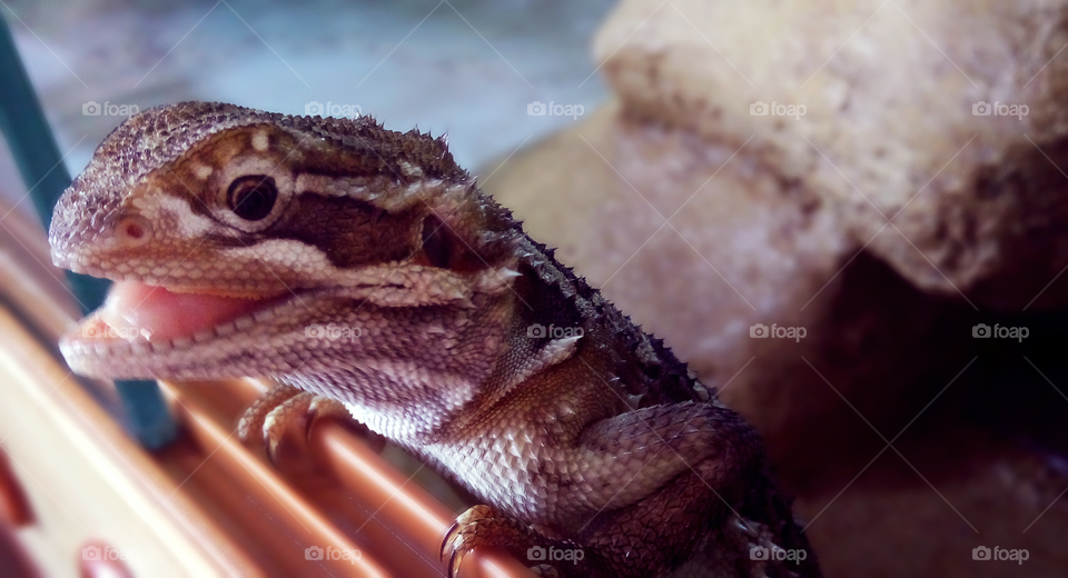 Bearded dragon