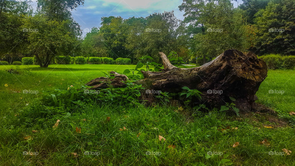 decayed trunk of a fallen tree