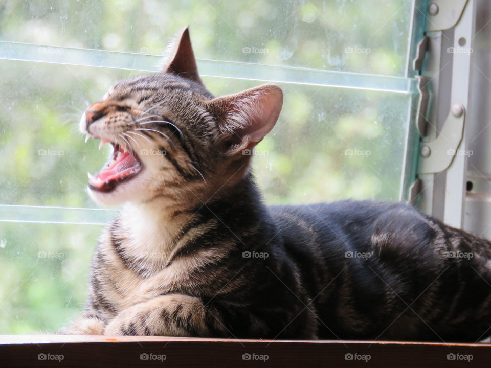 Emma yawning in the window