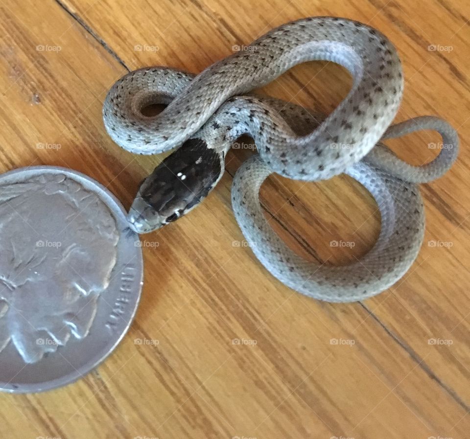 A baby snake curiously tests the cool nickel with his tongue to detect danger. He is no larger than the coin.