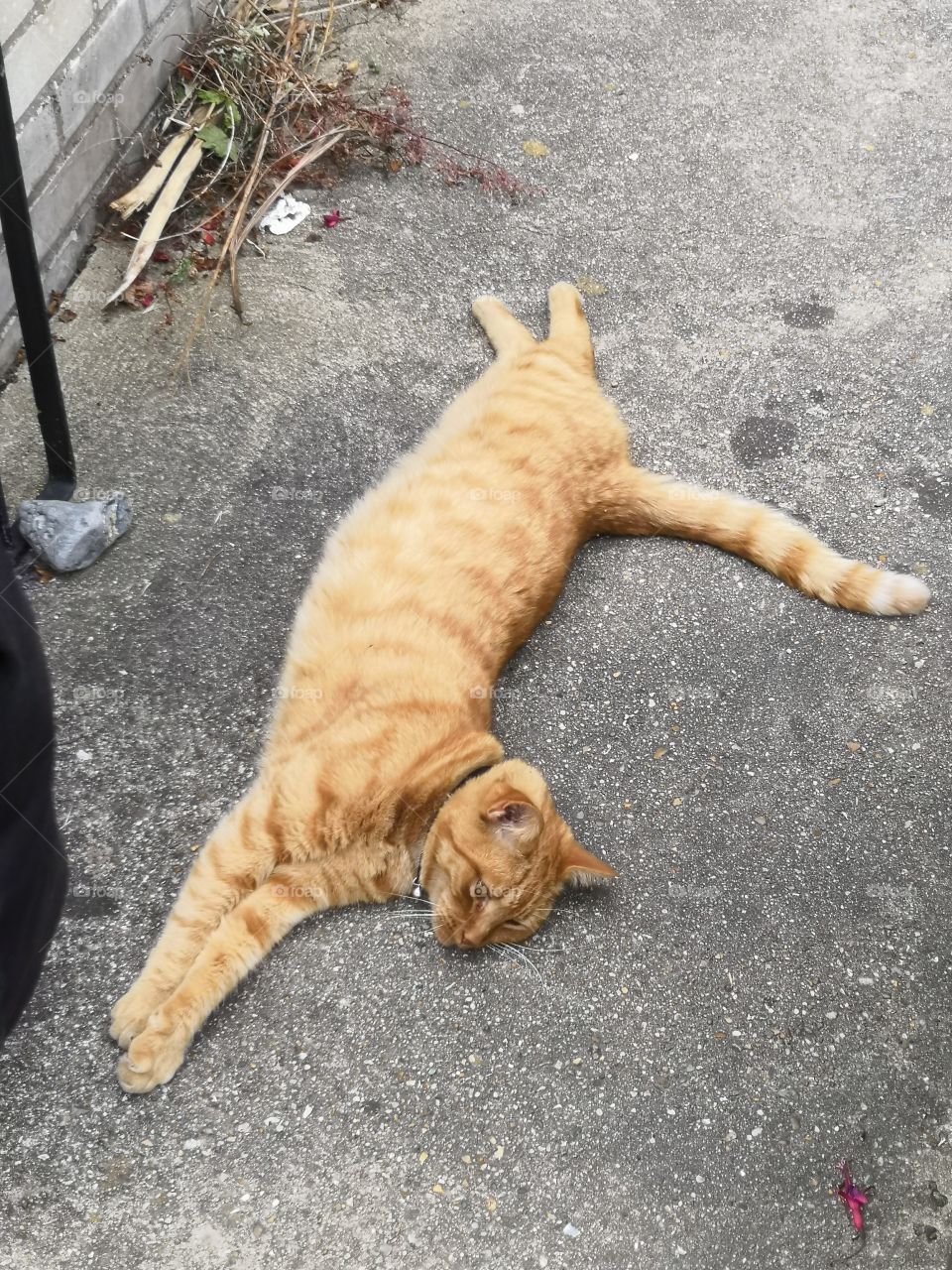 A ginger cat reclining on a concrete ground.