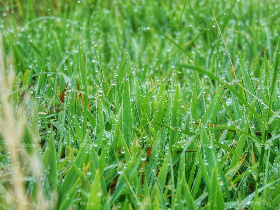Dew ob grass