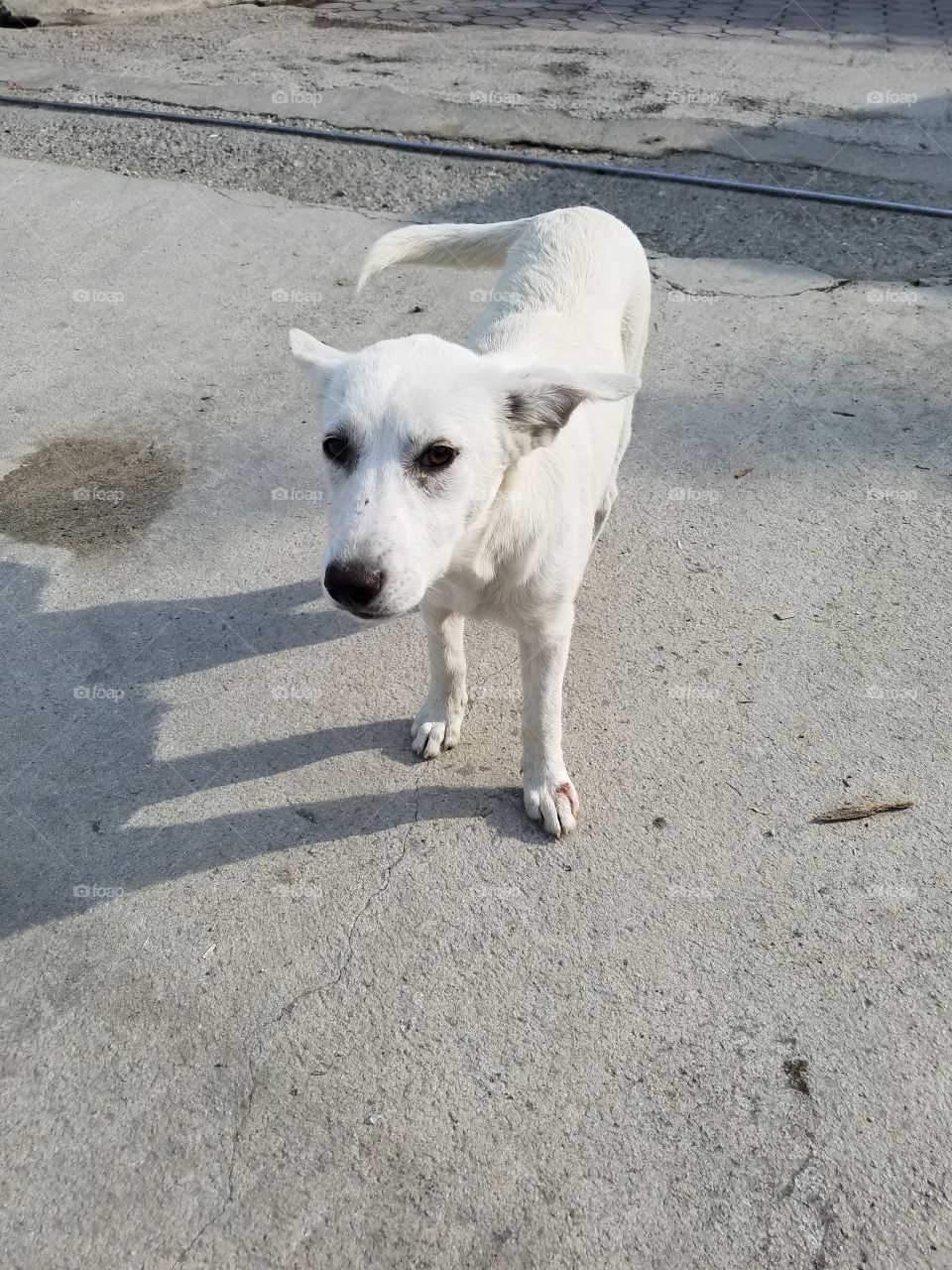 a cute puppy dog that followed me around in Sapanca Turkey