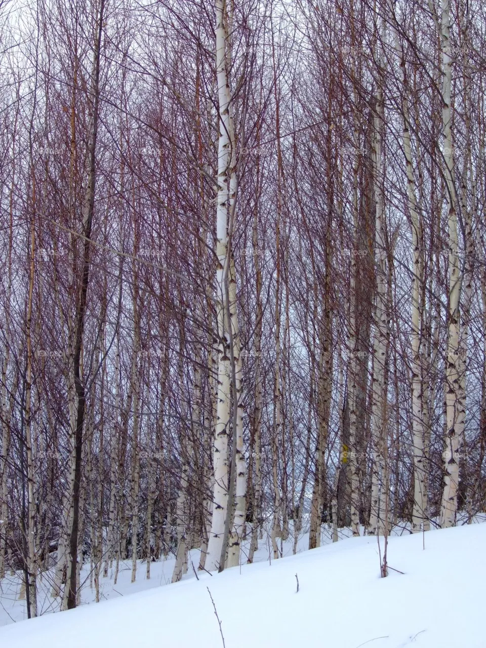 forest