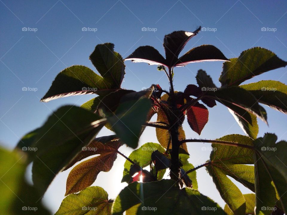 my garden plant in morning captured