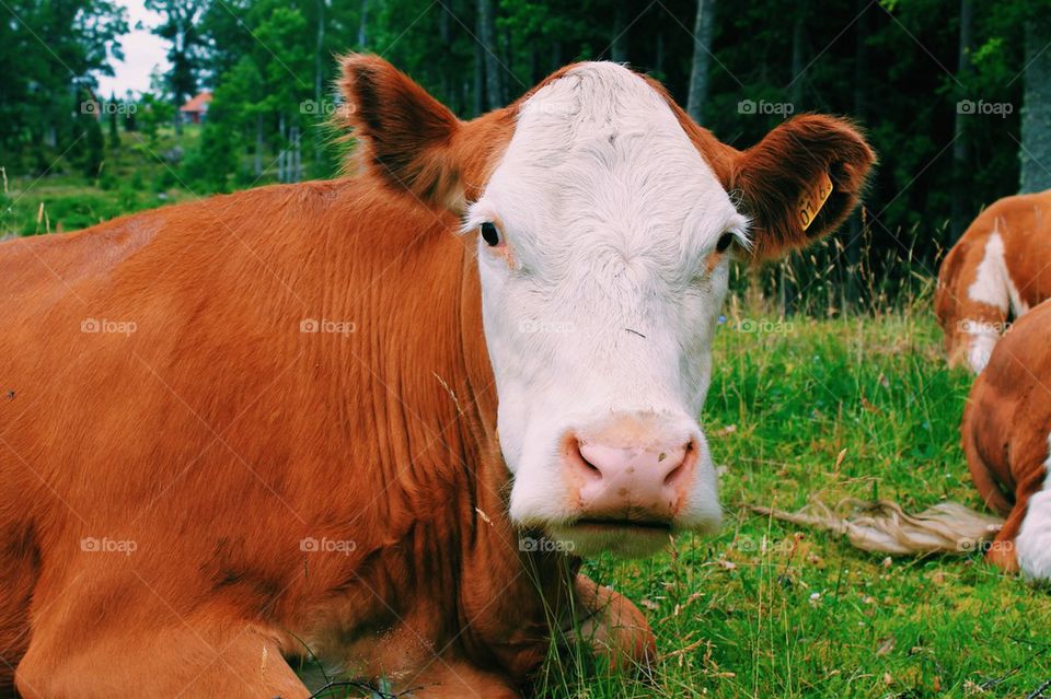 Småländskalandskapet