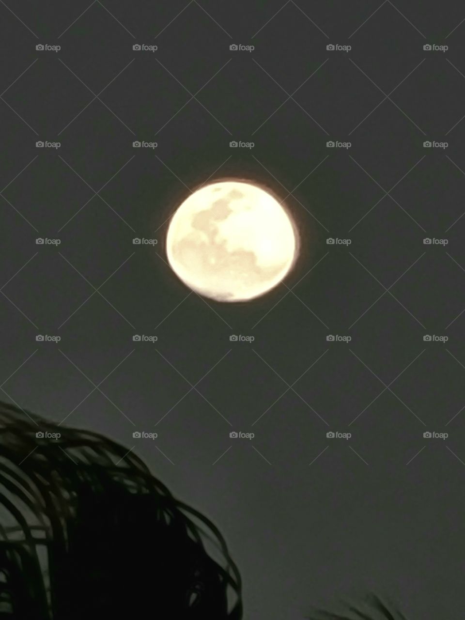 Waxing Gibbous moon, with palm in foreground.