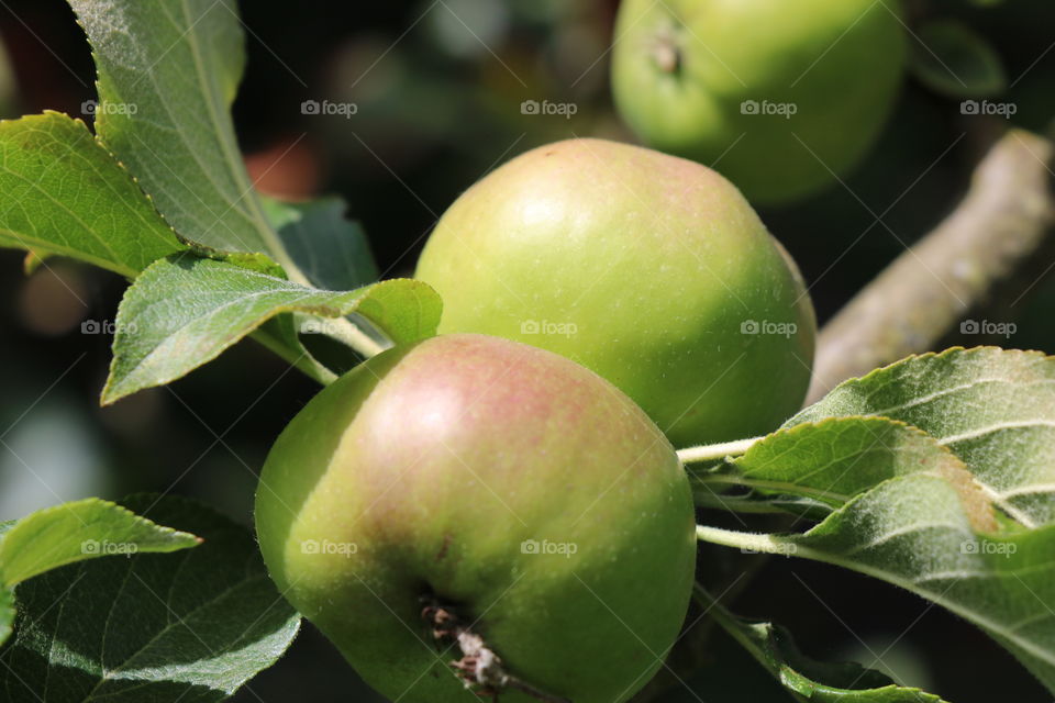 Apples 