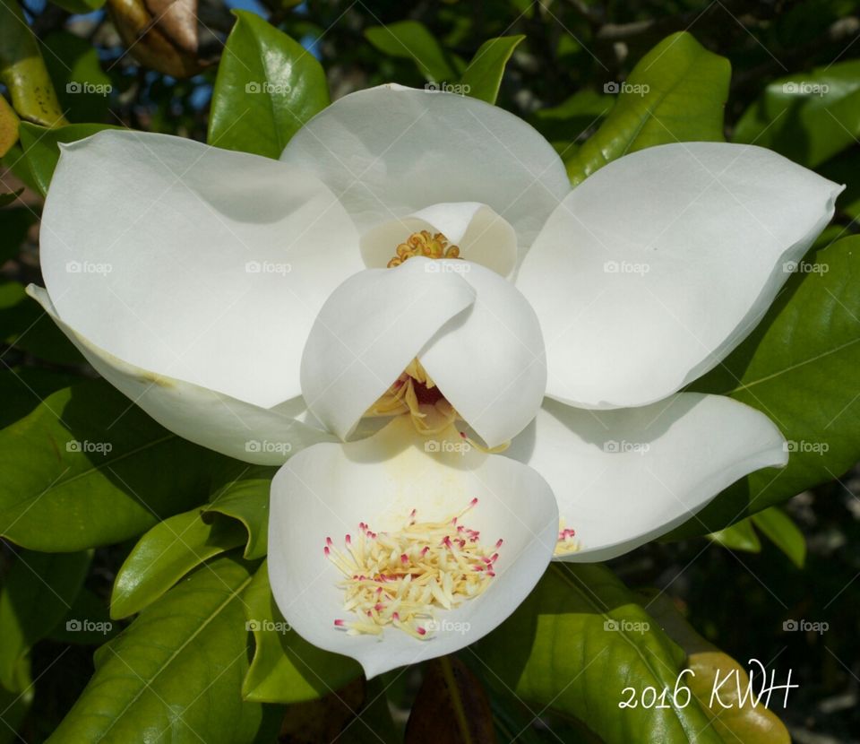 Garden Magnolia Tree Flower Bloom