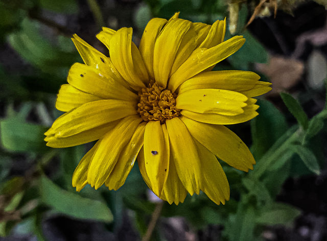 💛