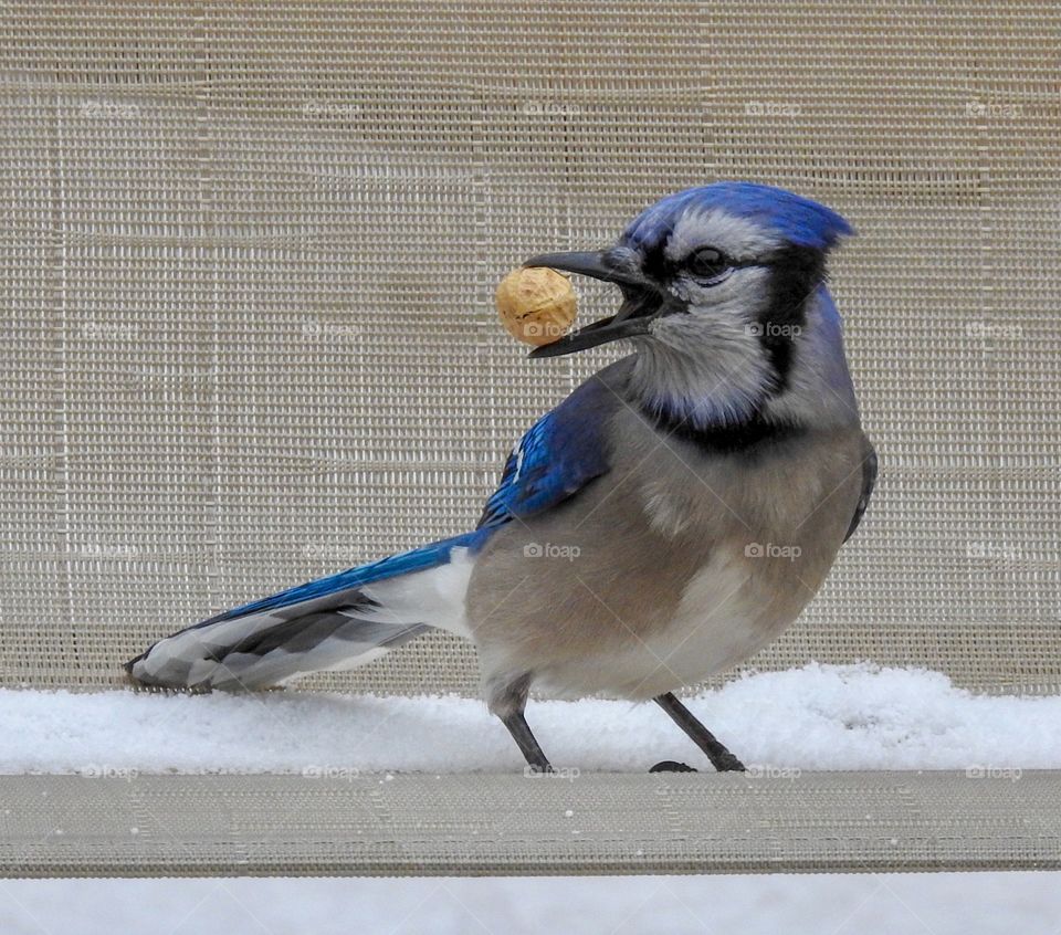 Blue jay having a snack 