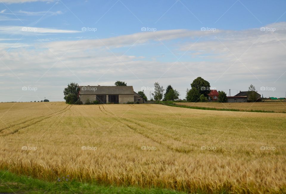 Wheat, Agriculture, Landscape, Farm, Field