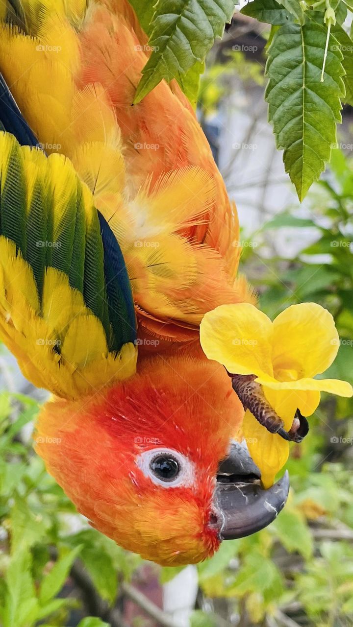 Birds and bees beauty