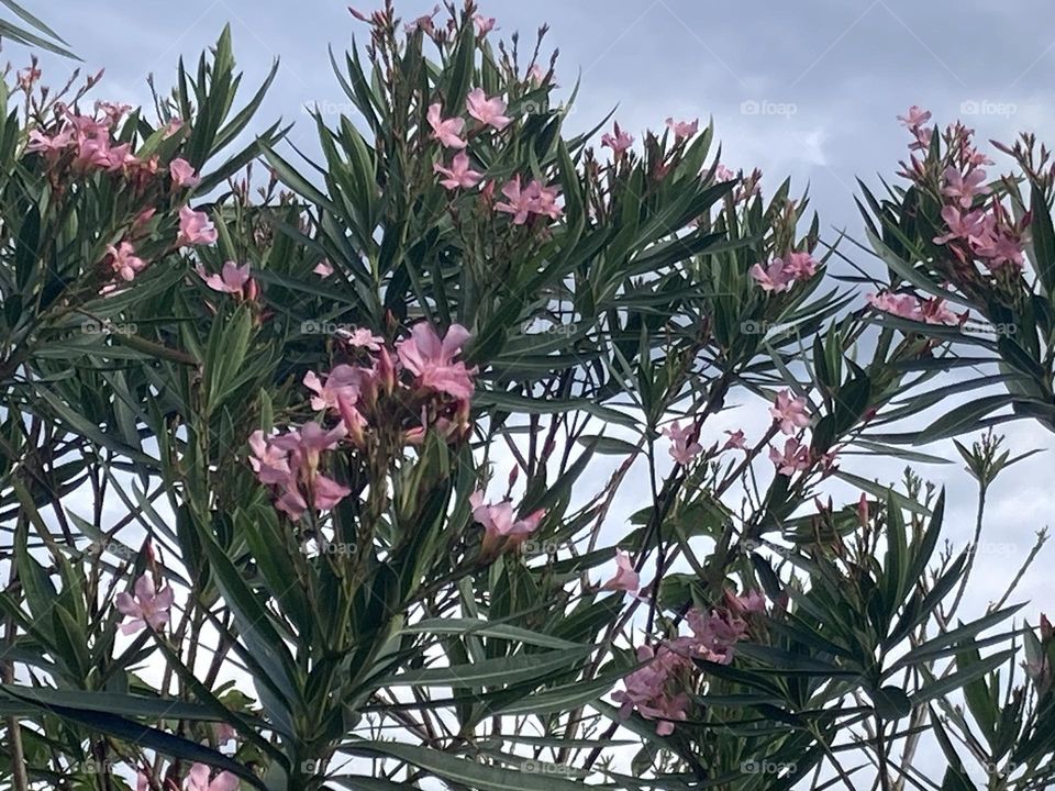 Paisagem da planta chamada espirradeira com flores cor de rosa e folhas pontilhadas. Fundo natural com céu nublado.