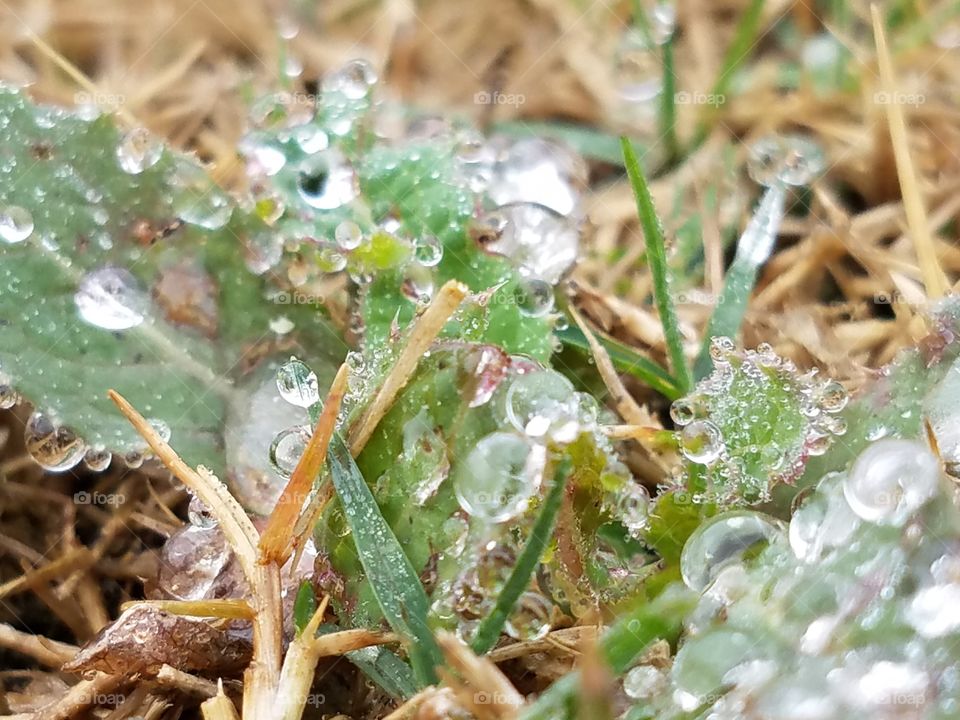 Morning dew on weed