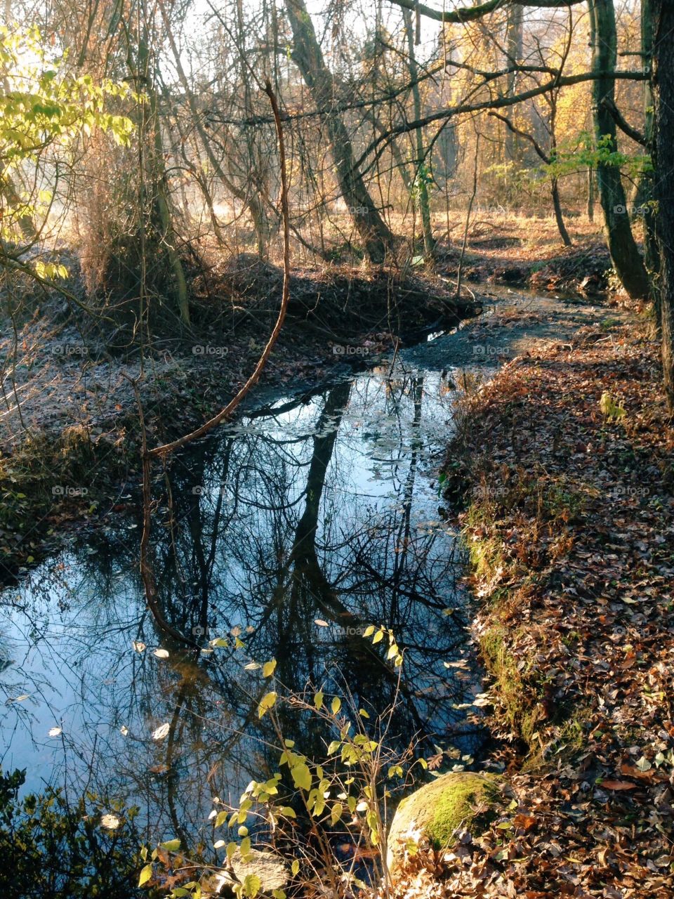 Autumn Stream