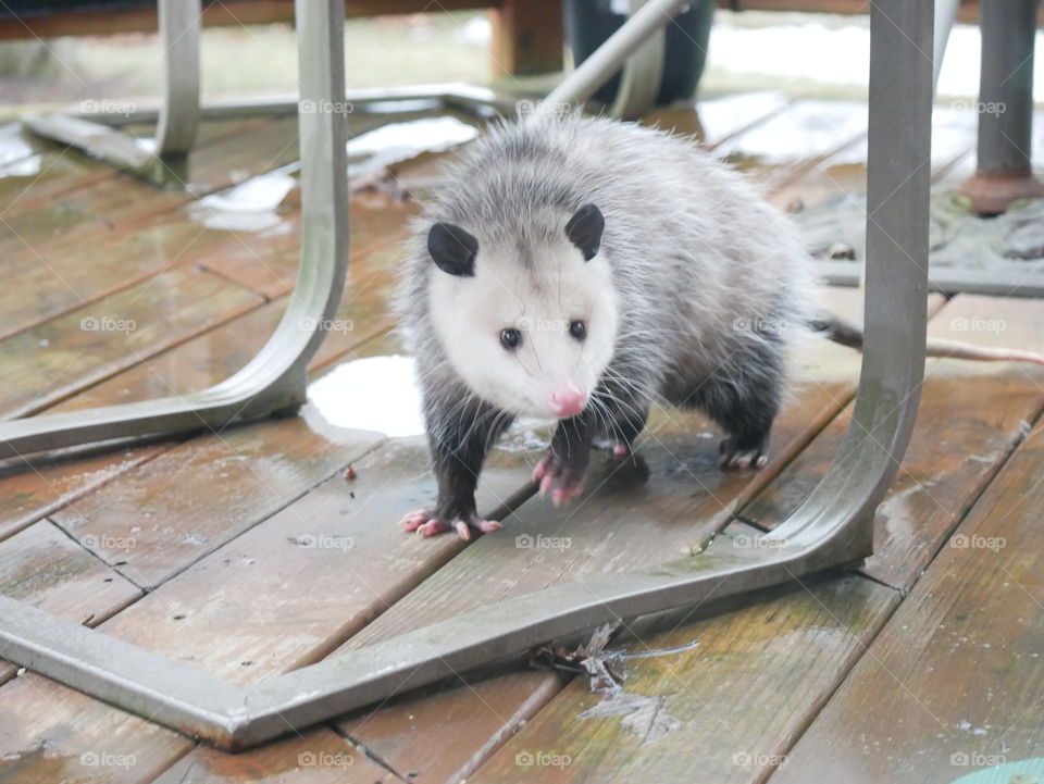 A large, cold opossum seeks shelter on a porch, in a suburban neighborhood. 