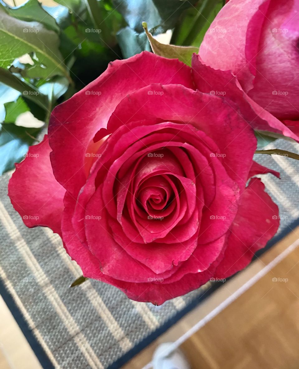 A Autumn Rose in Paris 