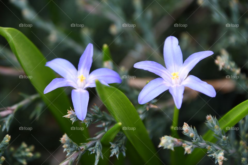 Two Glory of the Snow flowers