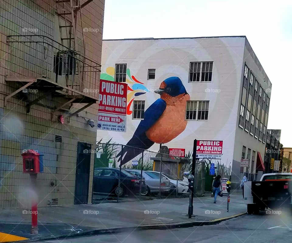 tweeting bird on a parking lot