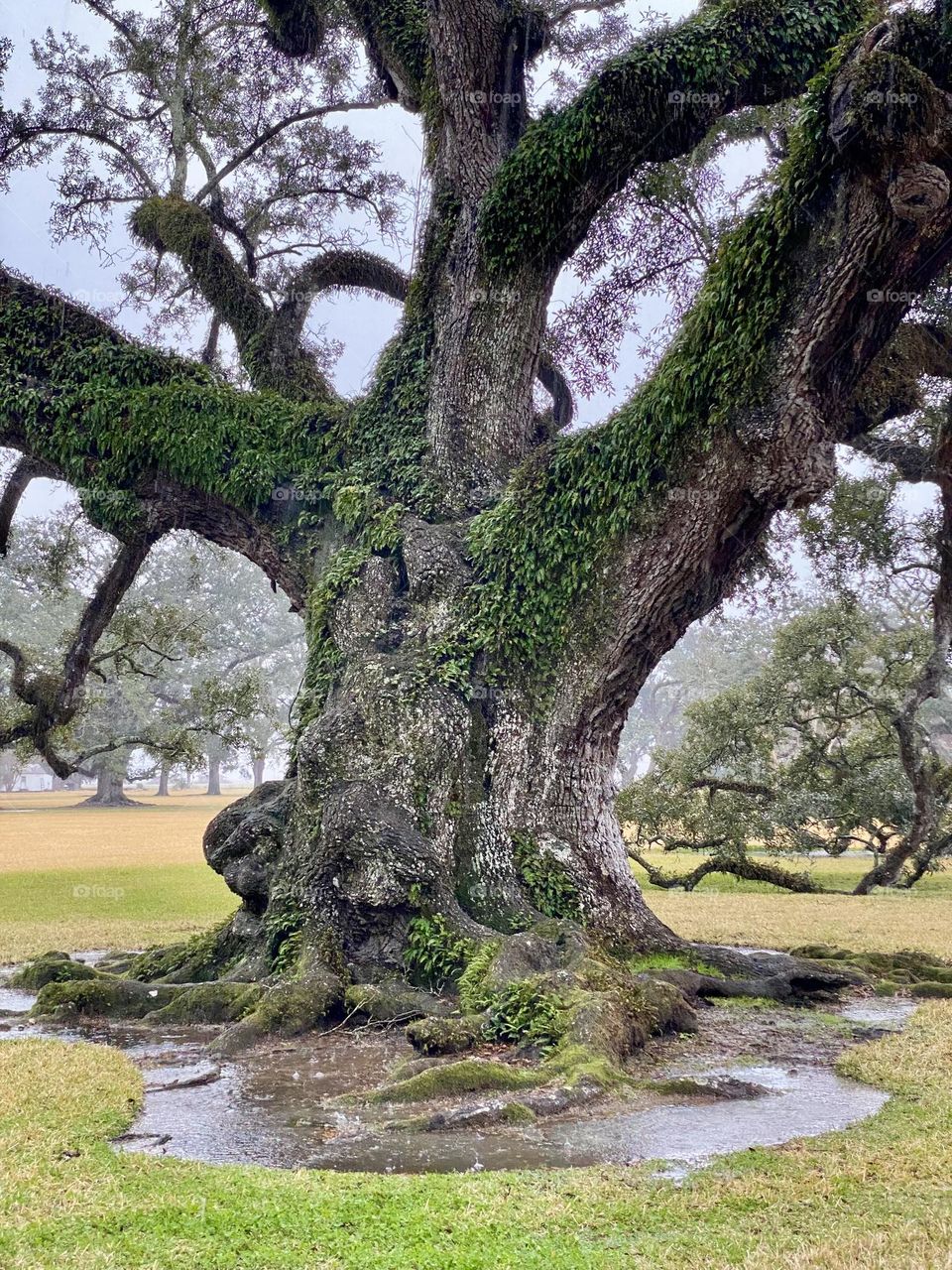 An old live oak tree covered in vines