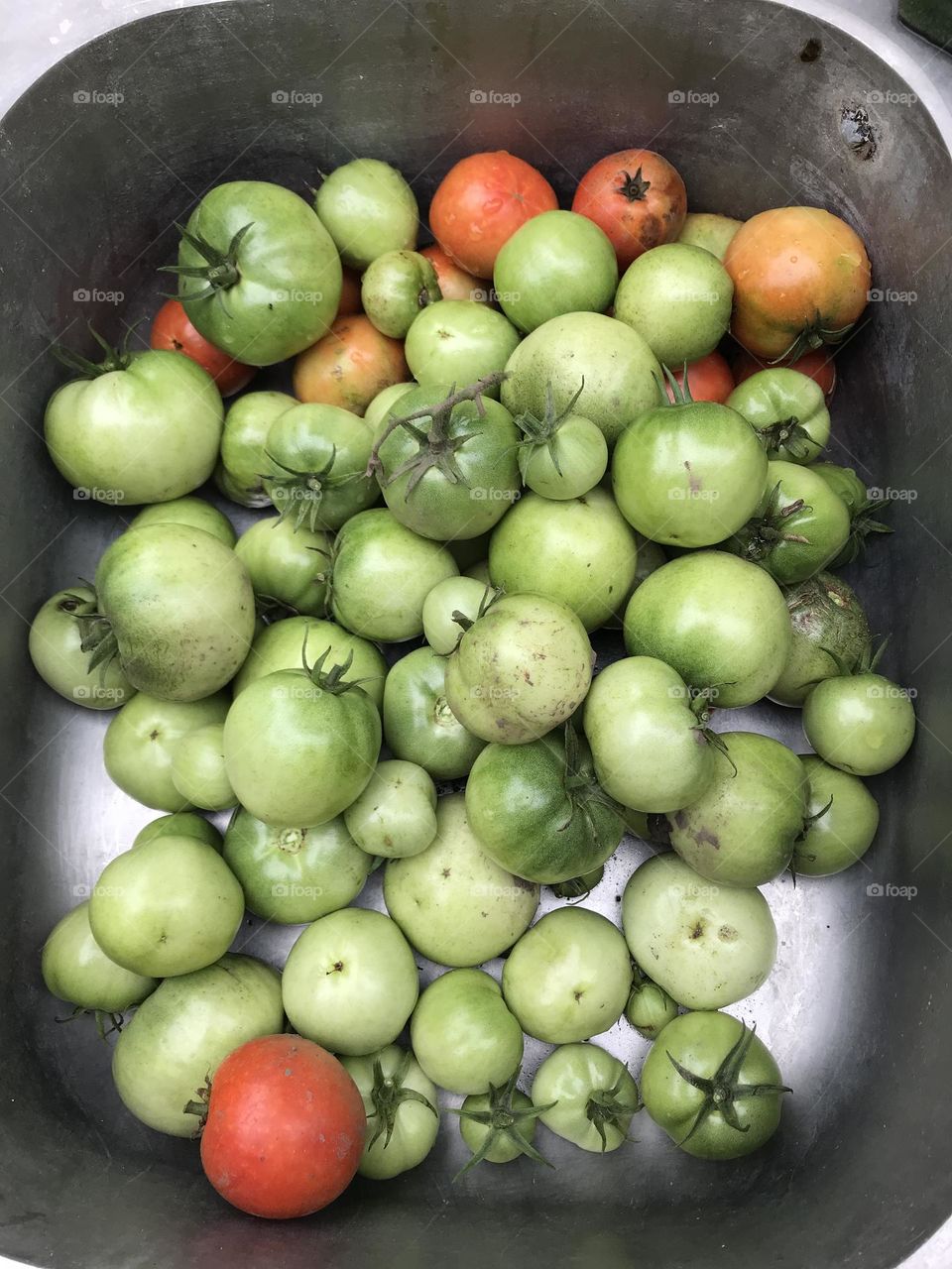 Little green tomatoes 