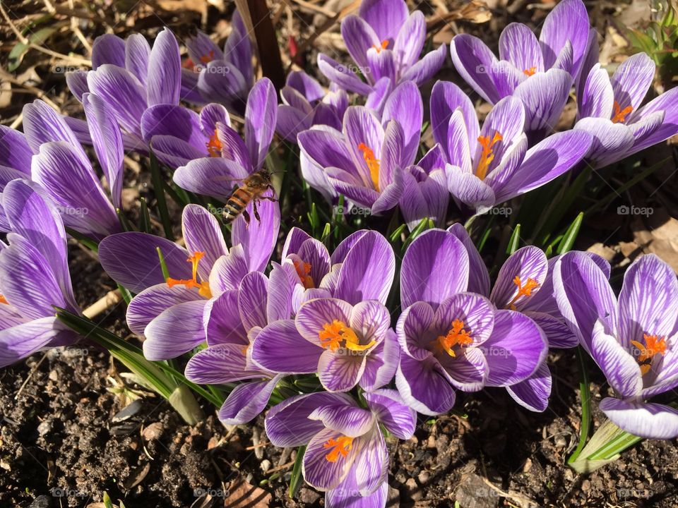 Lovely crocus